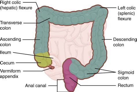 intestine deutsch